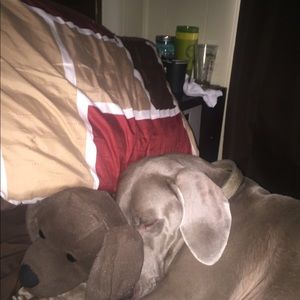 Meet your Posher, Dane